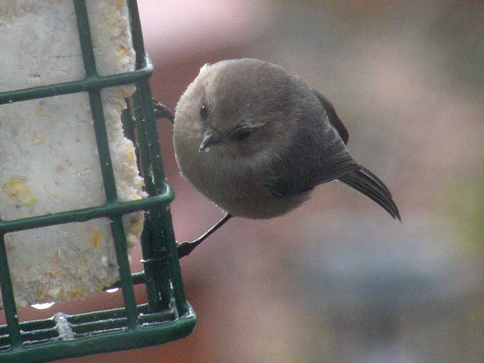 23+ Download oregon backyard birds images ideas in 2021 