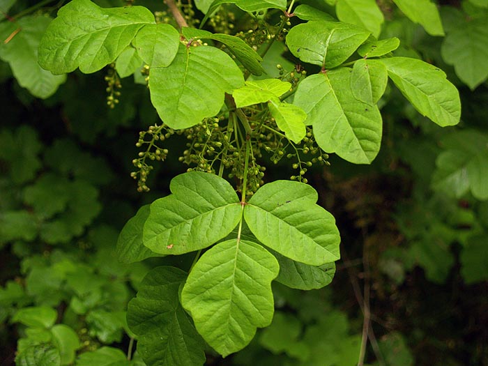 poison oak leaf. poison oak leaf.