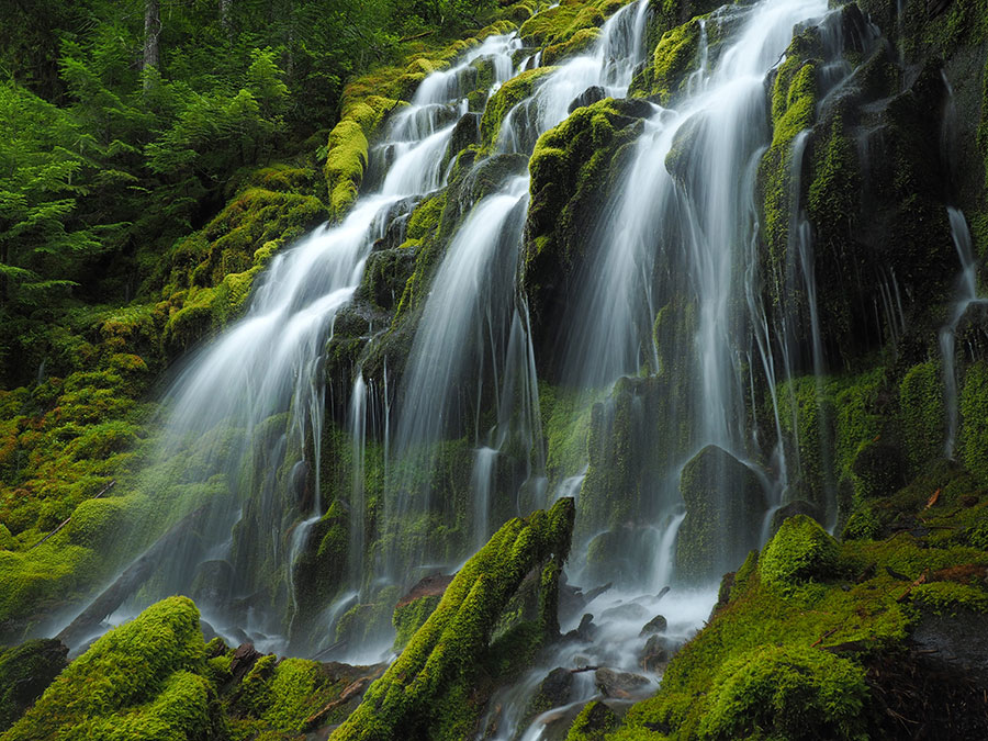 McKenzie River Trail & Proxy Falls Loop (July 10) - Oregon Hikers